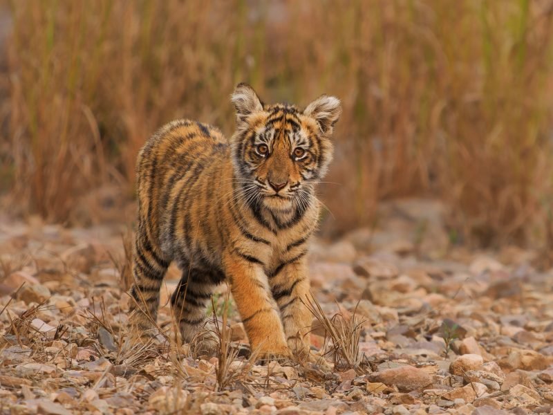 WWF-Türkiye ve Eczacıbaşı Spor Kulübü’nden Dünya Kaplan Günü’nde ortak çağrı