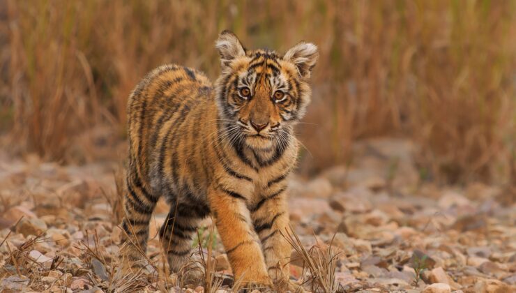 WWF-Türkiye ve Eczacıbaşı Spor Kulübü’nden Dünya Kaplan Günü’nde ortak çağrı